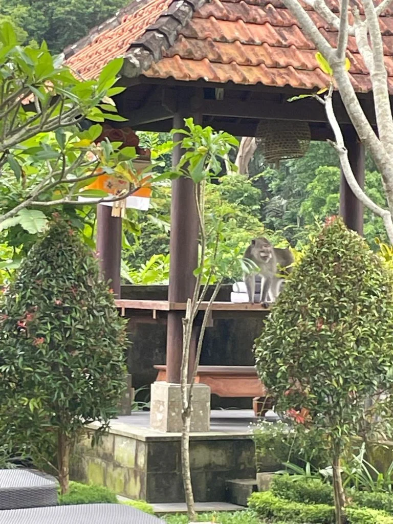 guest house Singe à Ubud