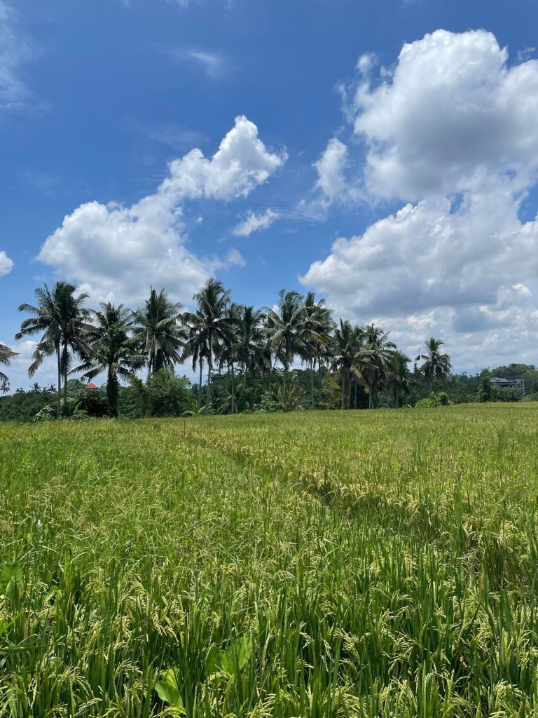 rizière à Ubud