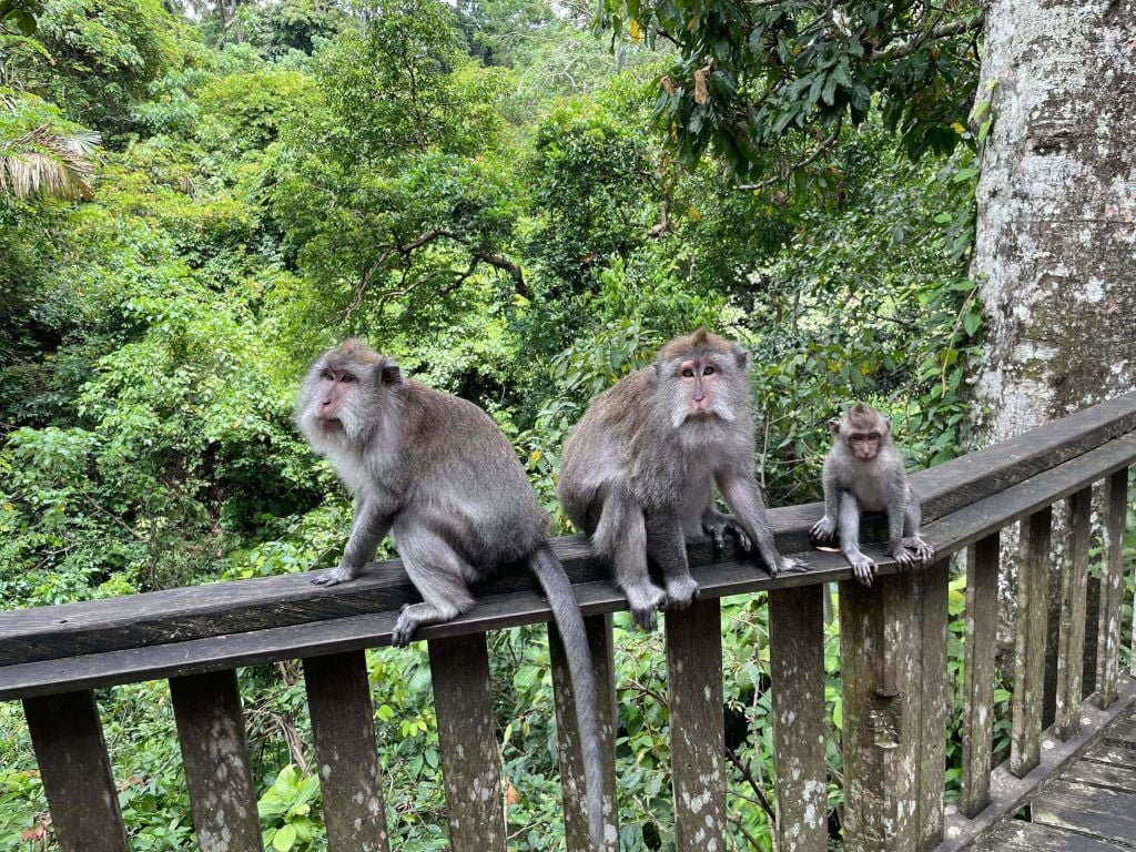 Monkey forest