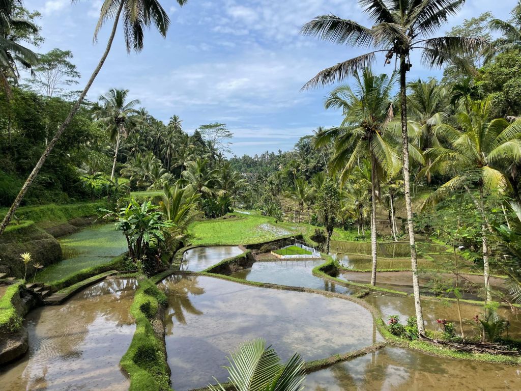 Les rizières à côté d'Ubud